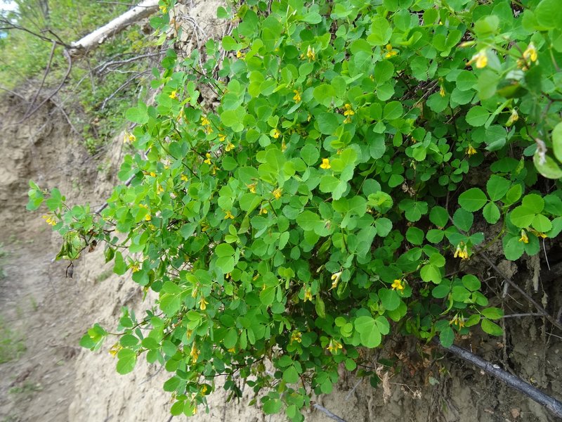 Medicago platycarpos