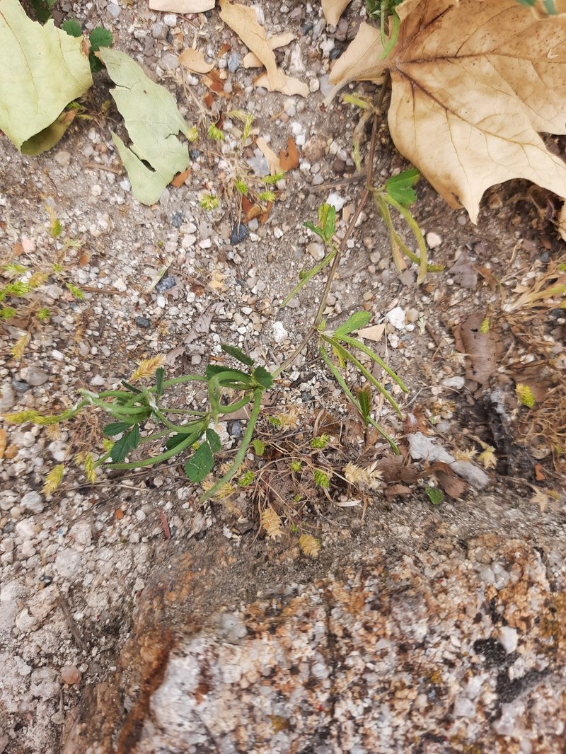 Medicago polyceratia