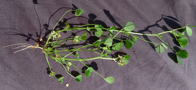 Burclover photo 4