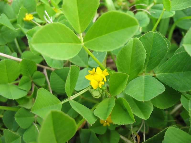 Burclover