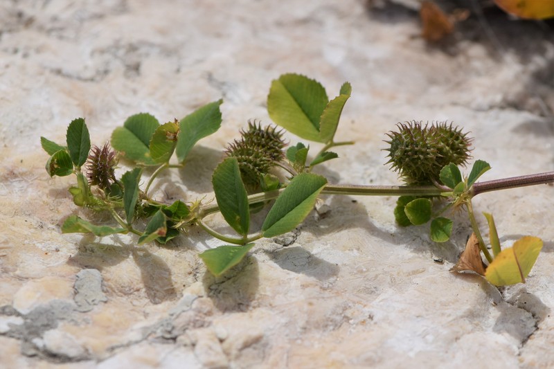 Burclover photo 2