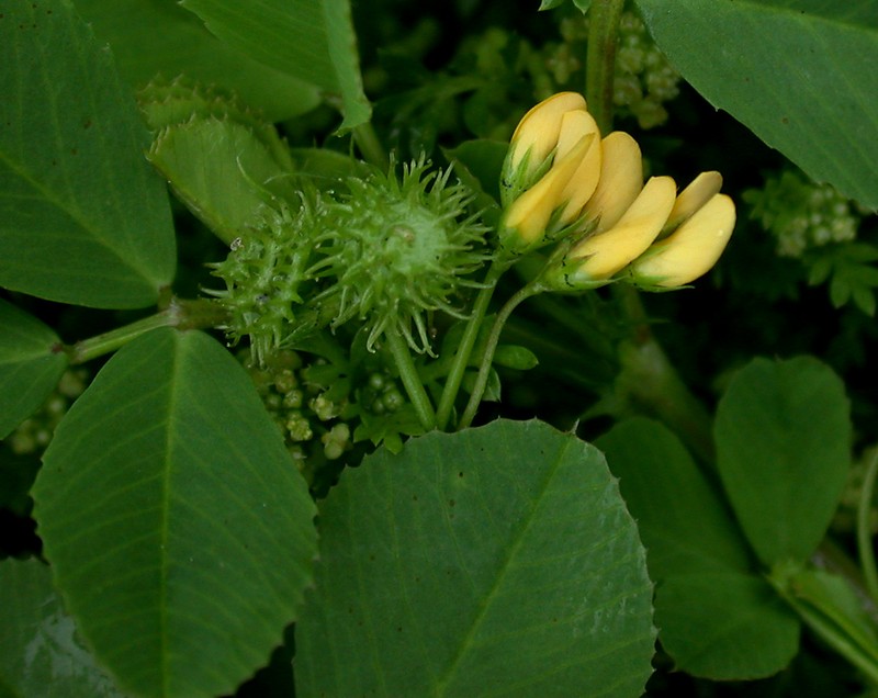 Burclover photo 3
