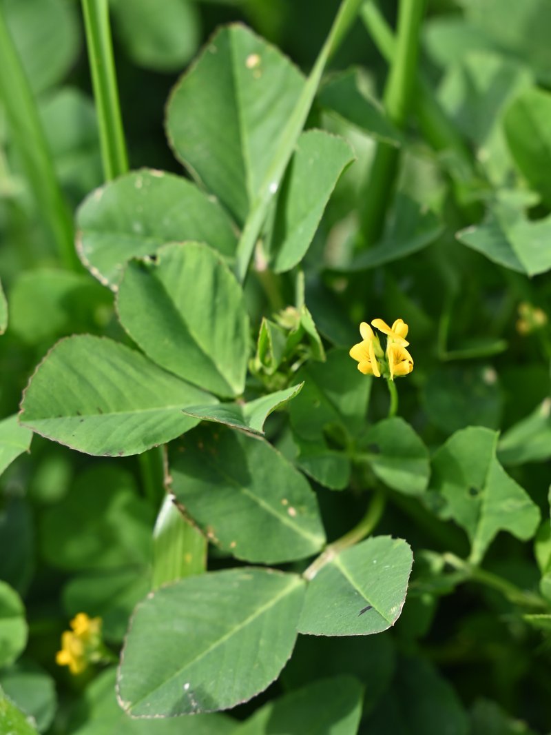 Burclover photo 6