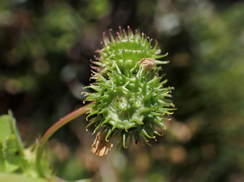 Burclover photo 7