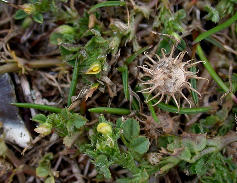 Mediterranean Medick photo 4