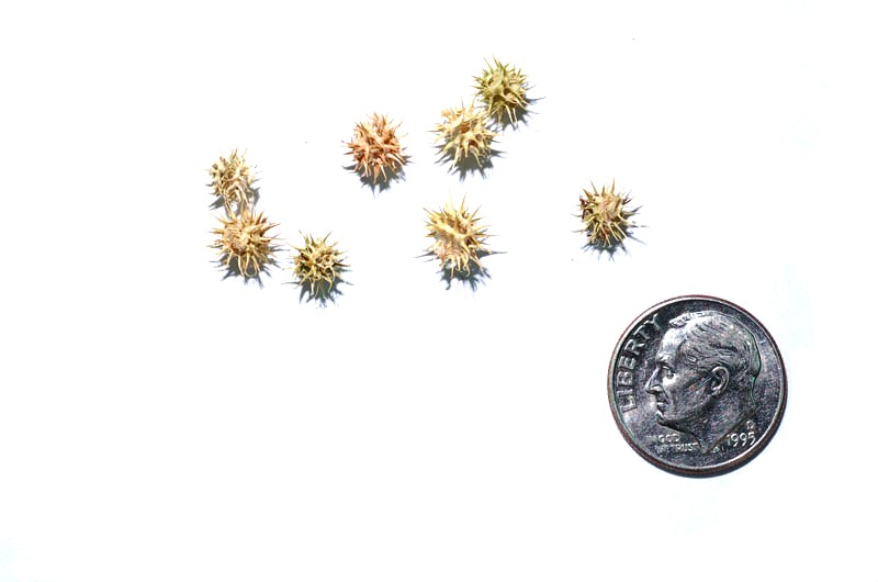 Mediterranean Medick photo 2