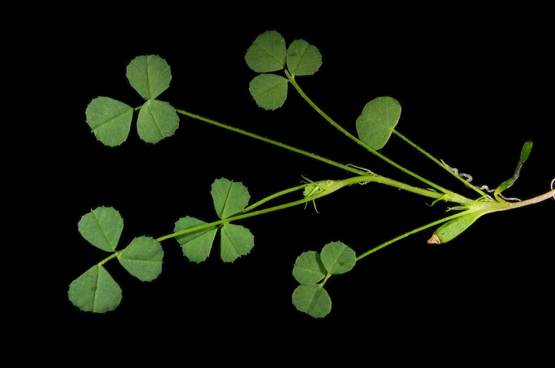 Mediterranean Medick photo 3