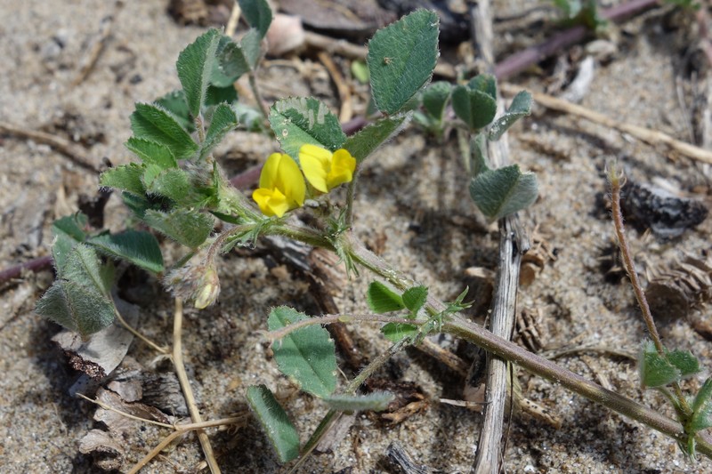 Tifton Burclover photo 4