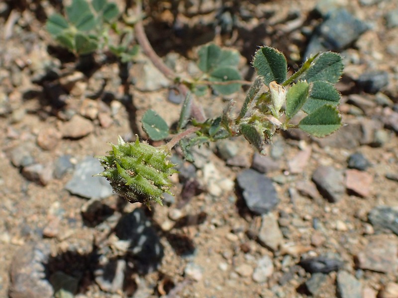 Tifton Burclover photo 2