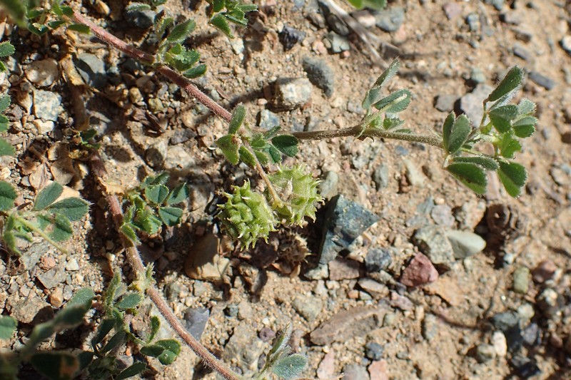 Tifton Burclover photo 3