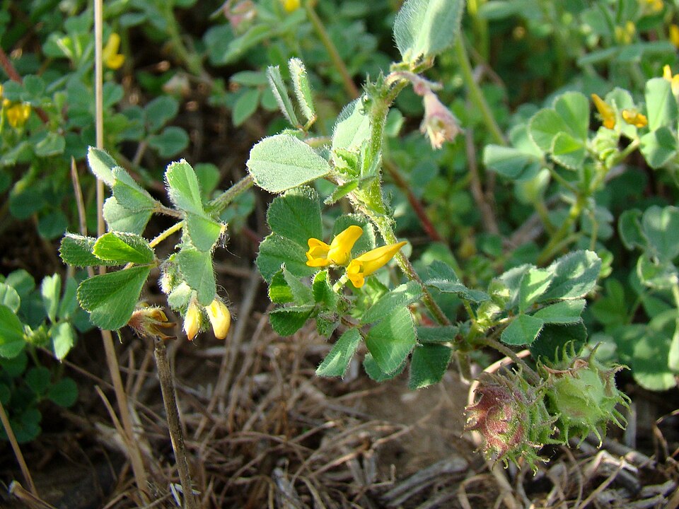 Tifton Burclover photo 5