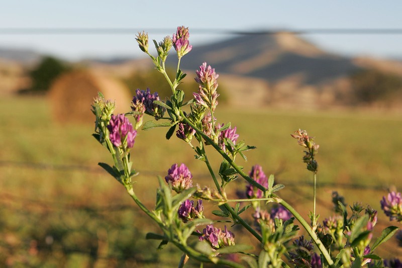 Alfalfa photo 2