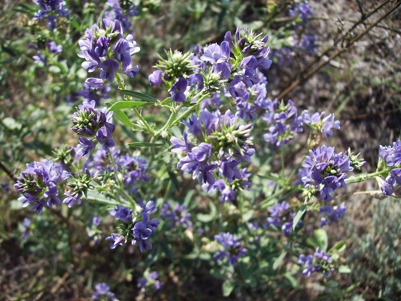 Alfalfa photo 3