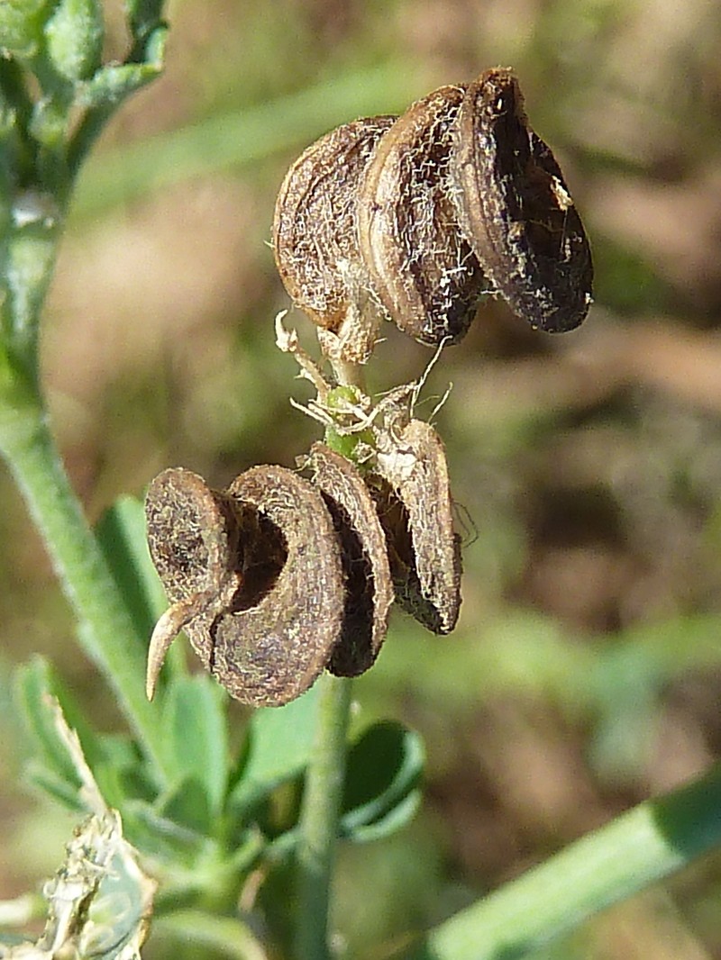 Alfalfa photo 5