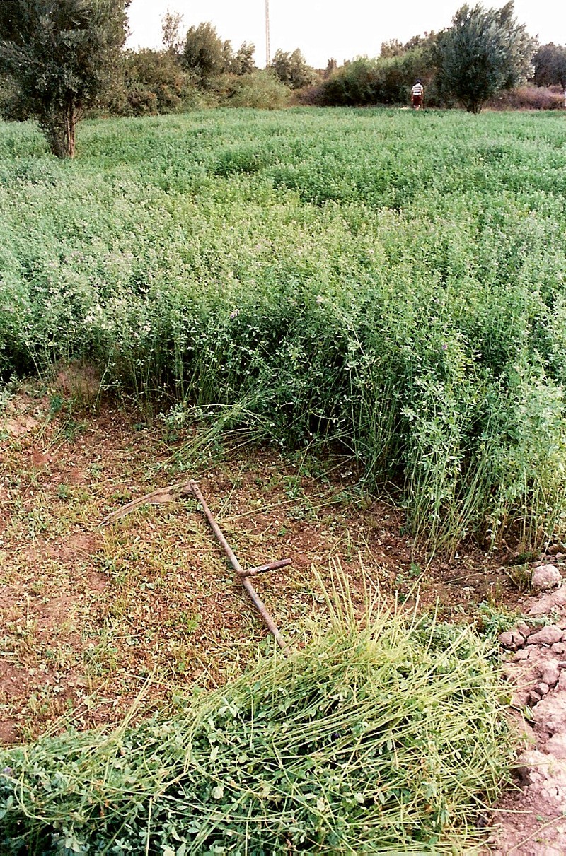 Alfalfa photo 6