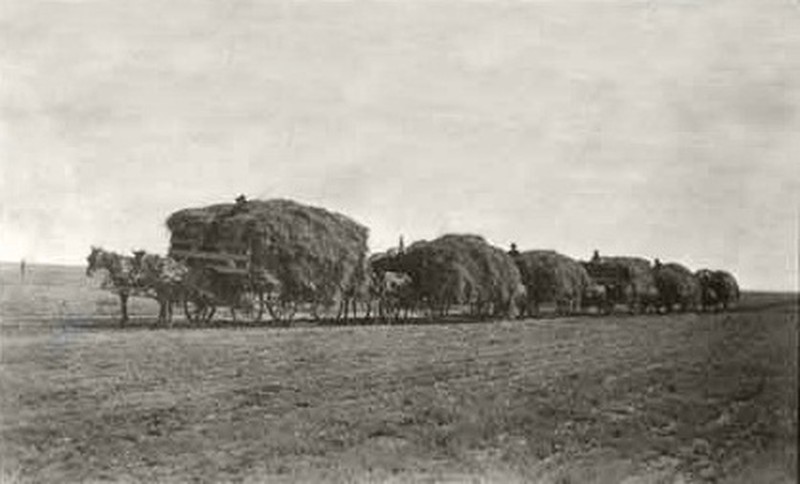 Alfalfa photo 8