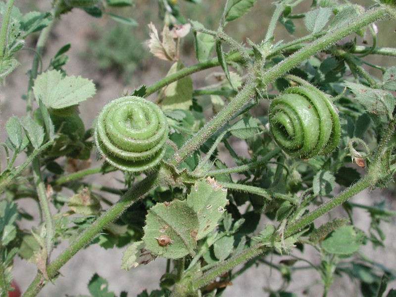 Snail Medick photo 2