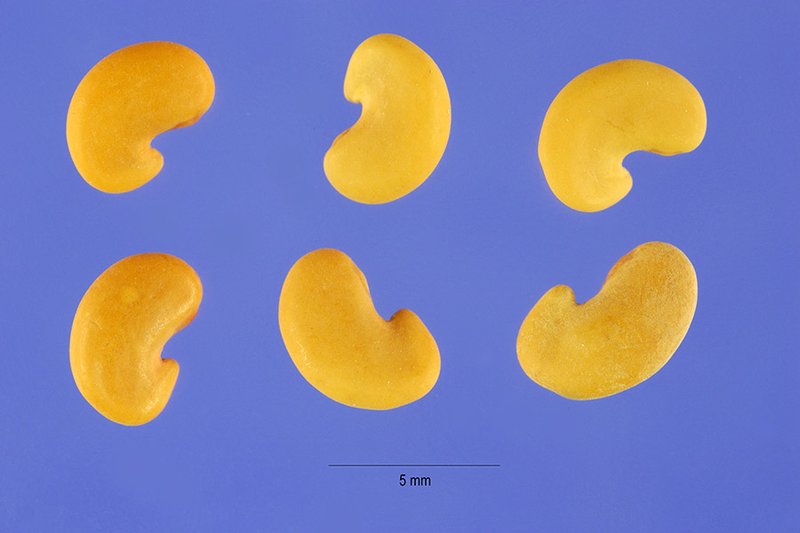 Snail Medick photo 6