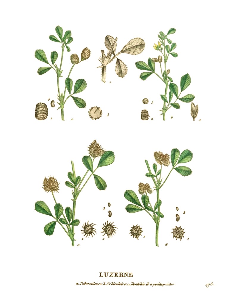 Southern Medick photo 2