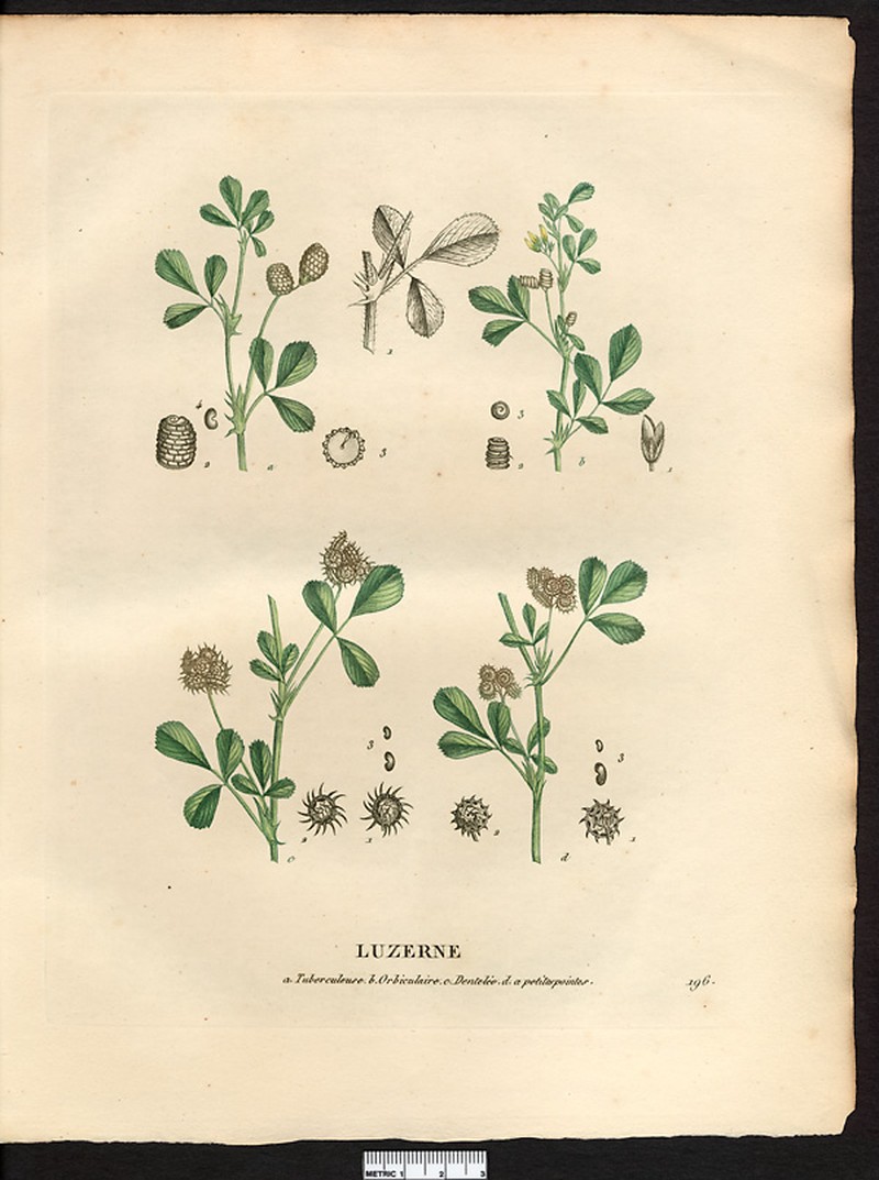 Southern Medick photo 4