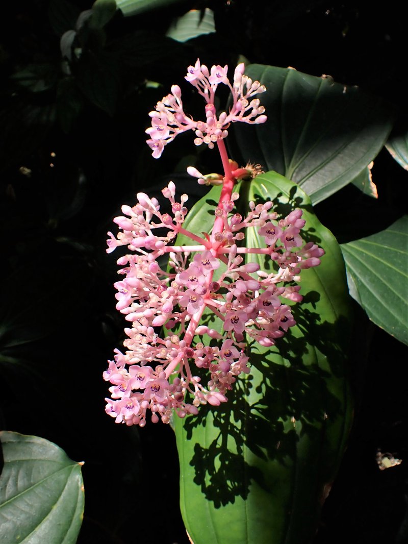 Medinilla cummingii