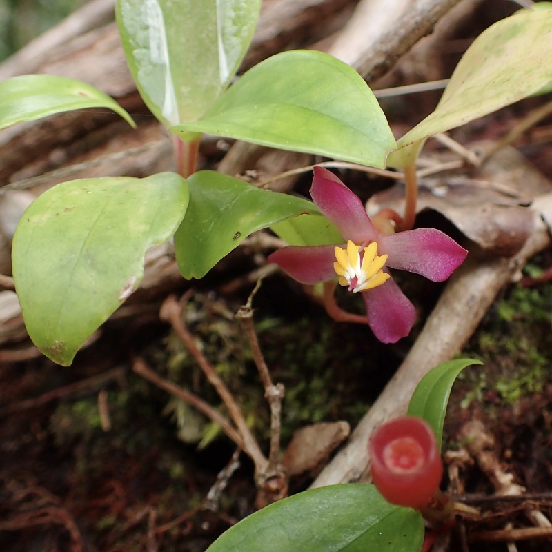 Medinilla erpetina photo 2