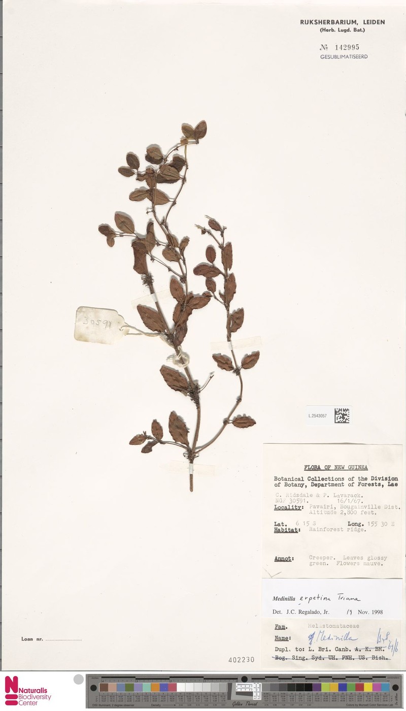 Medinilla erpetina photo 3