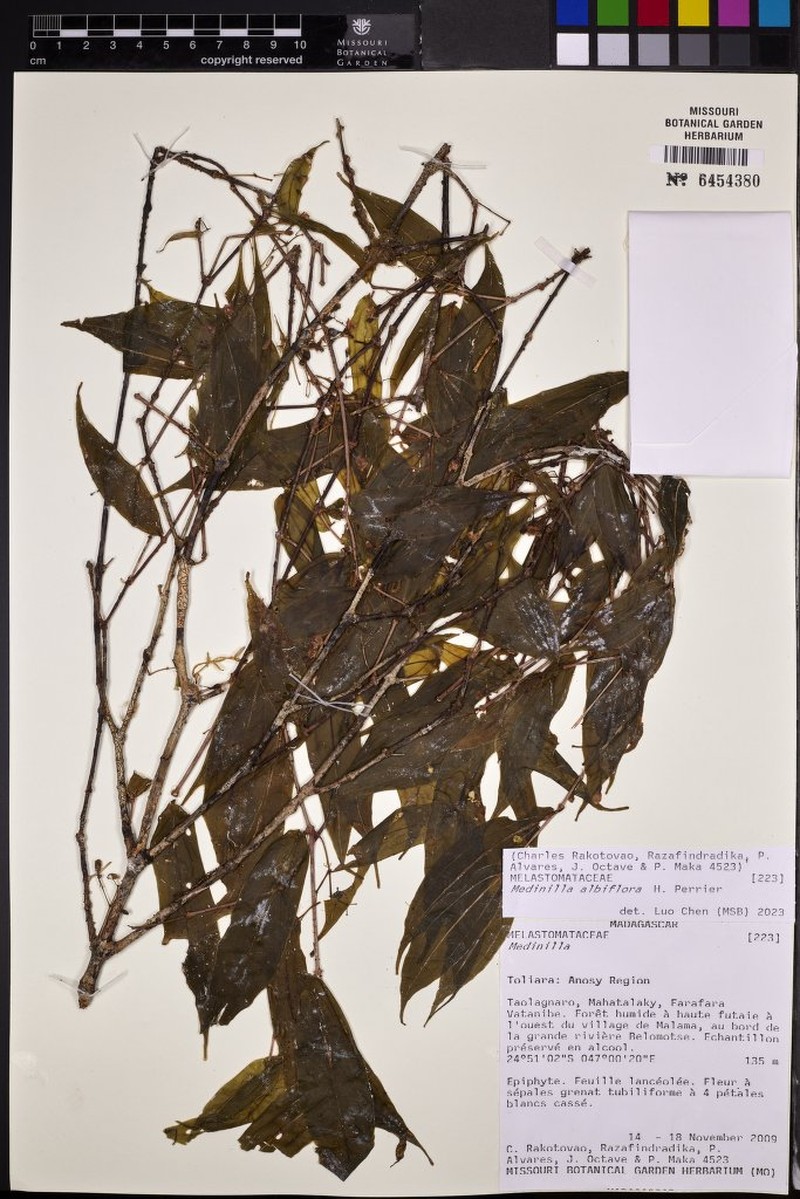 Medinilla madagascariensis
