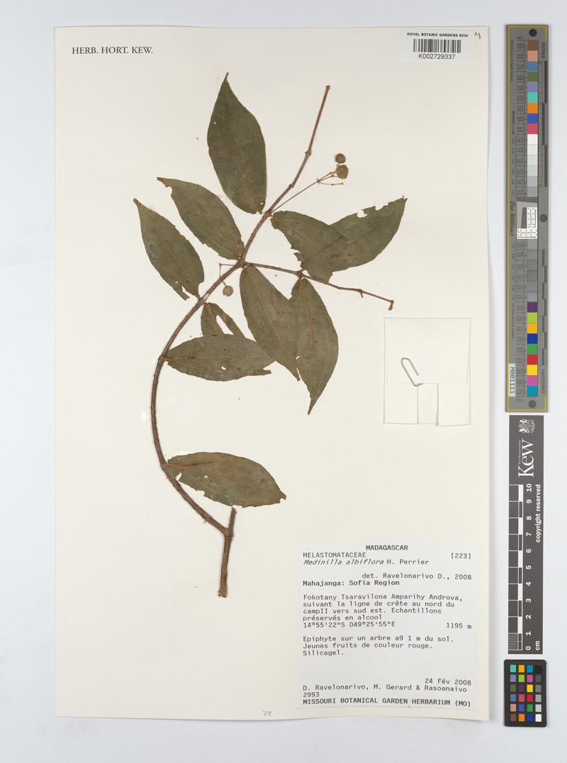 Medinilla madagascariensis photo 3