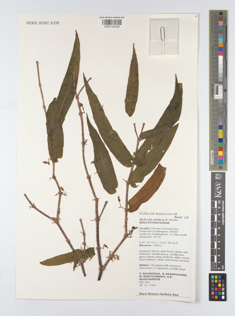 Medinilla madagascariensis photo 4