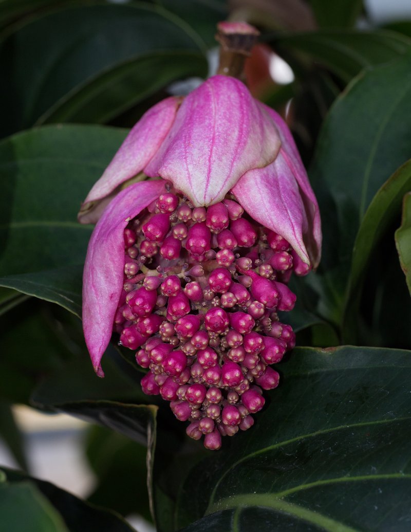 Showy Medinilla
