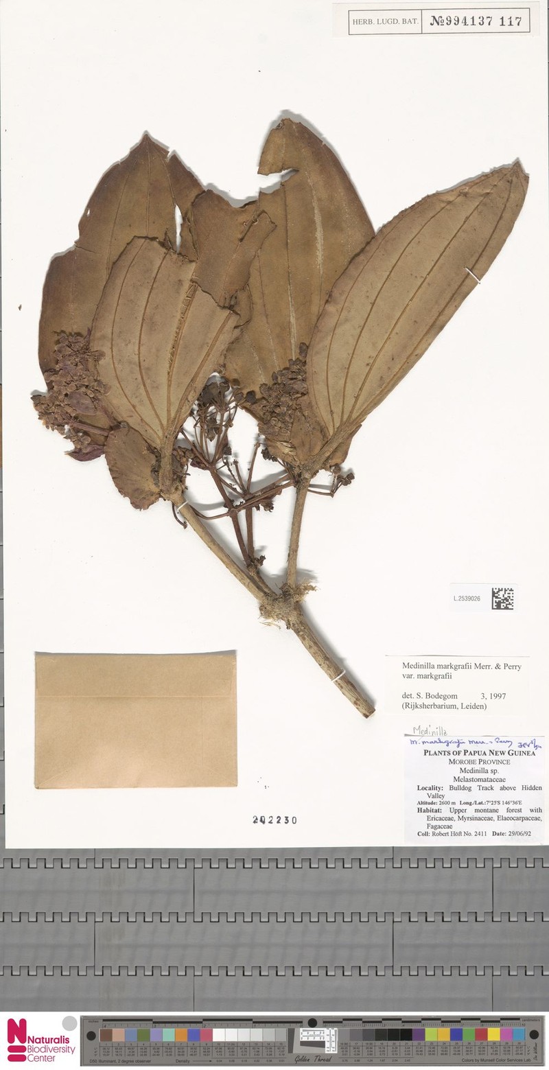 Medinilla markgrafii var. markgrafii