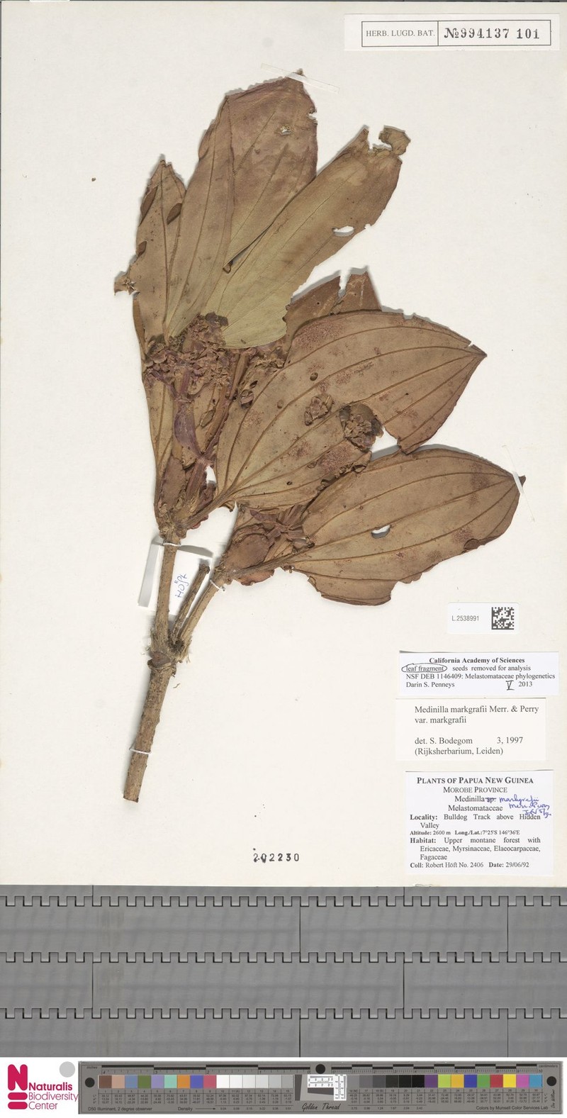 Medinilla markgrafii var. markgrafii photo 2