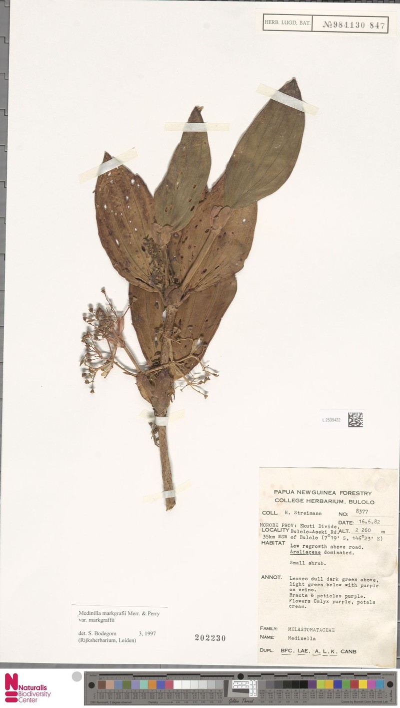 Medinilla markgrafii var. markgrafii photo 4