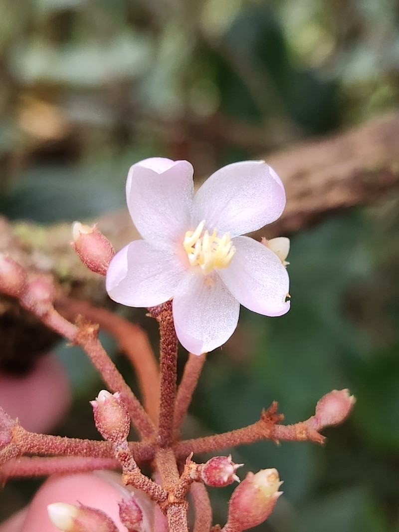 Medinilla perakensis