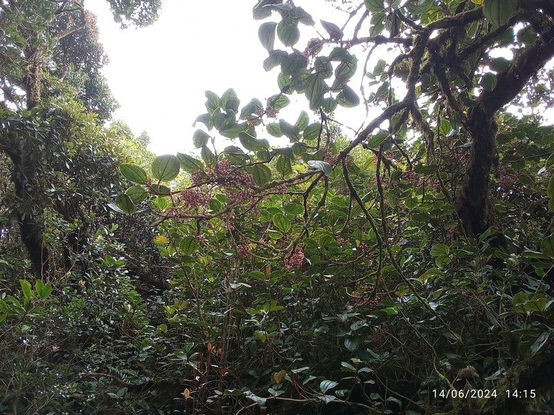 Medinilla perakensis photo 2