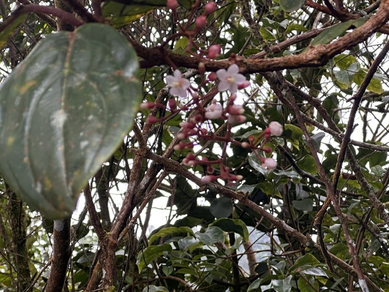 Medinilla perakensis photo 3