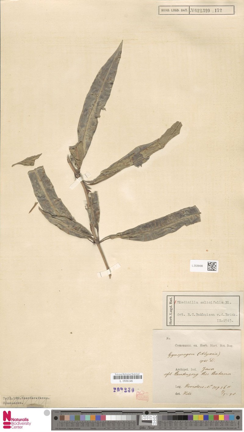 Medinilla salicifolia