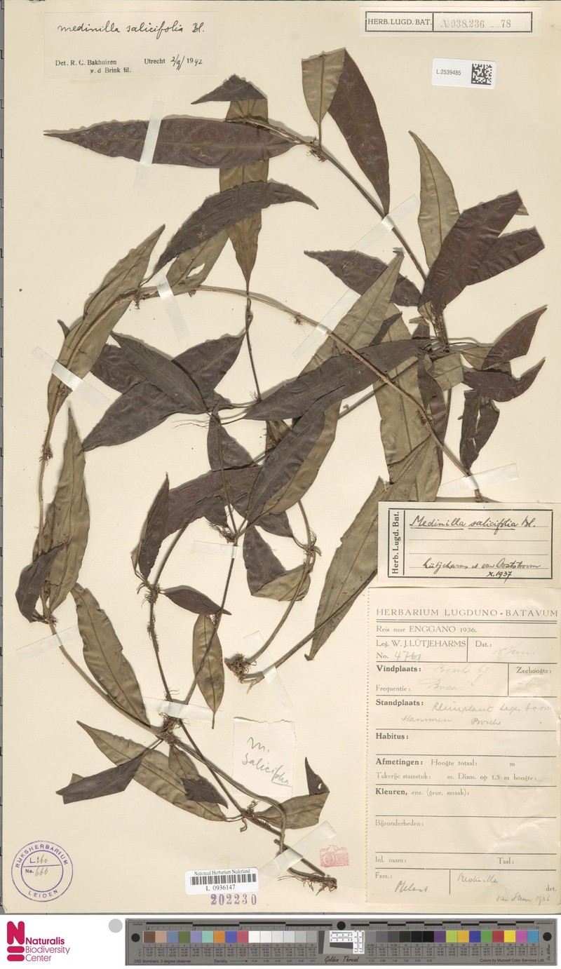 Medinilla salicifolia photo 2