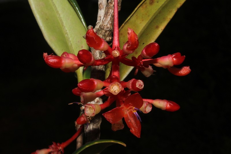Medinilla theresae photo 2