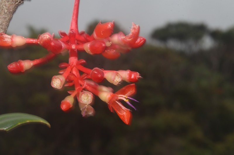 Medinilla theresae photo 3