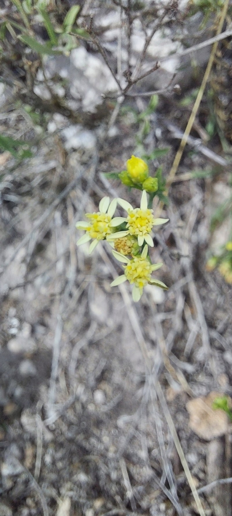 Medranoa johnstonii