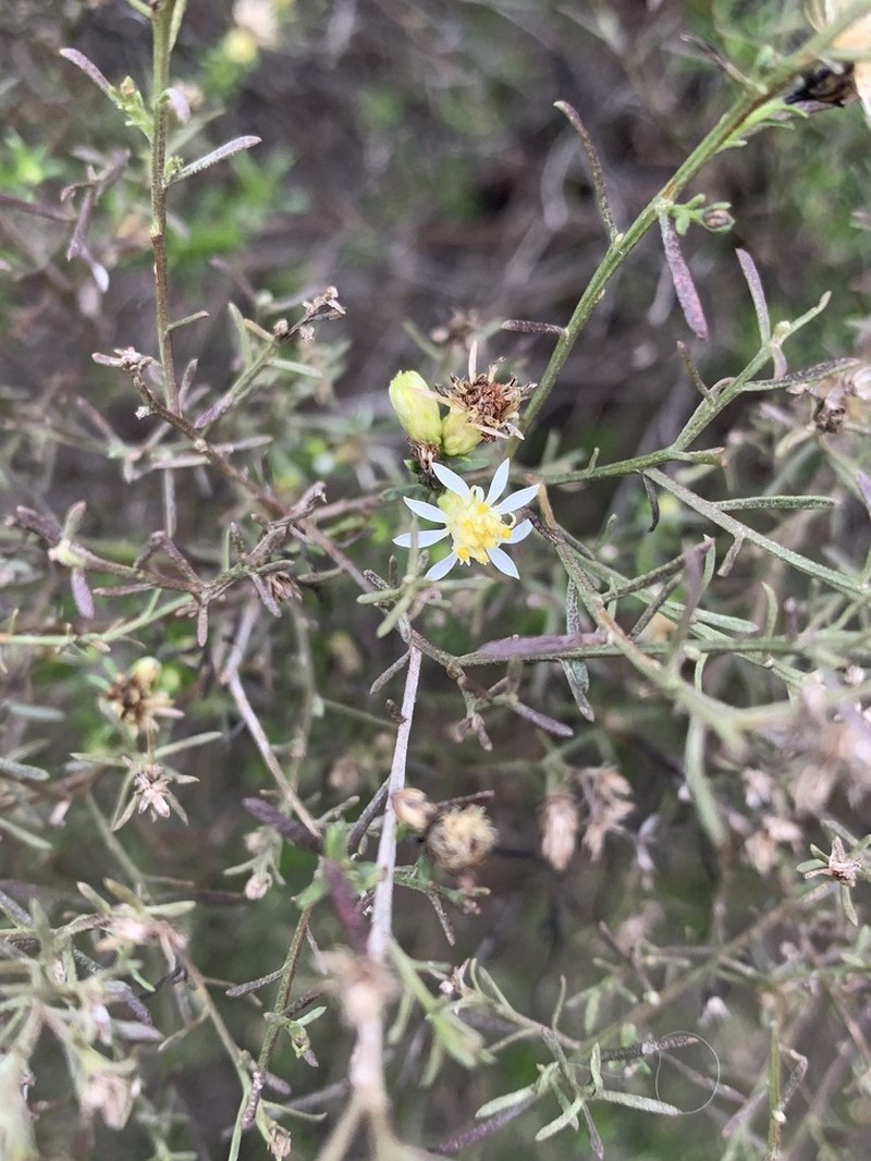 Texas Desert Goldenrod