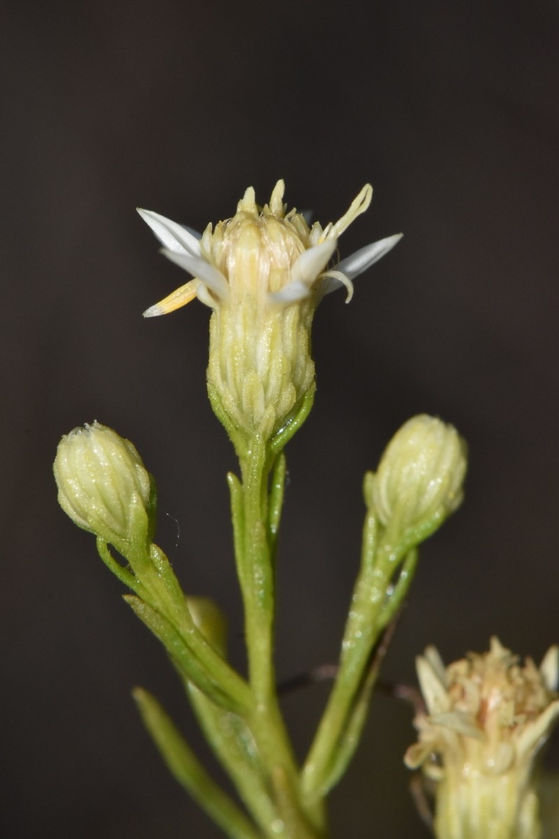 Texas Desert Goldenrod photo 2