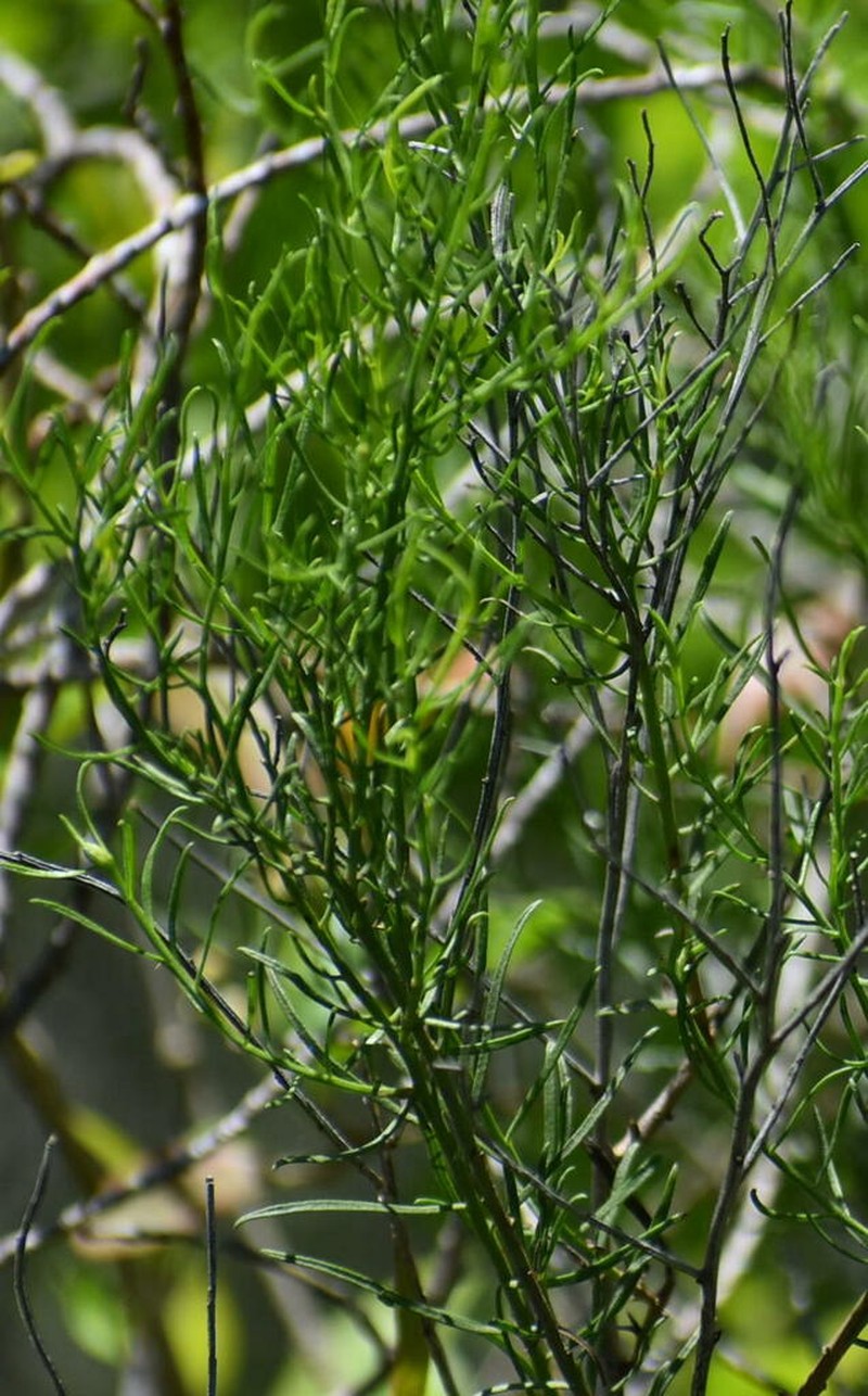 Texas Desert Goldenrod photo 3