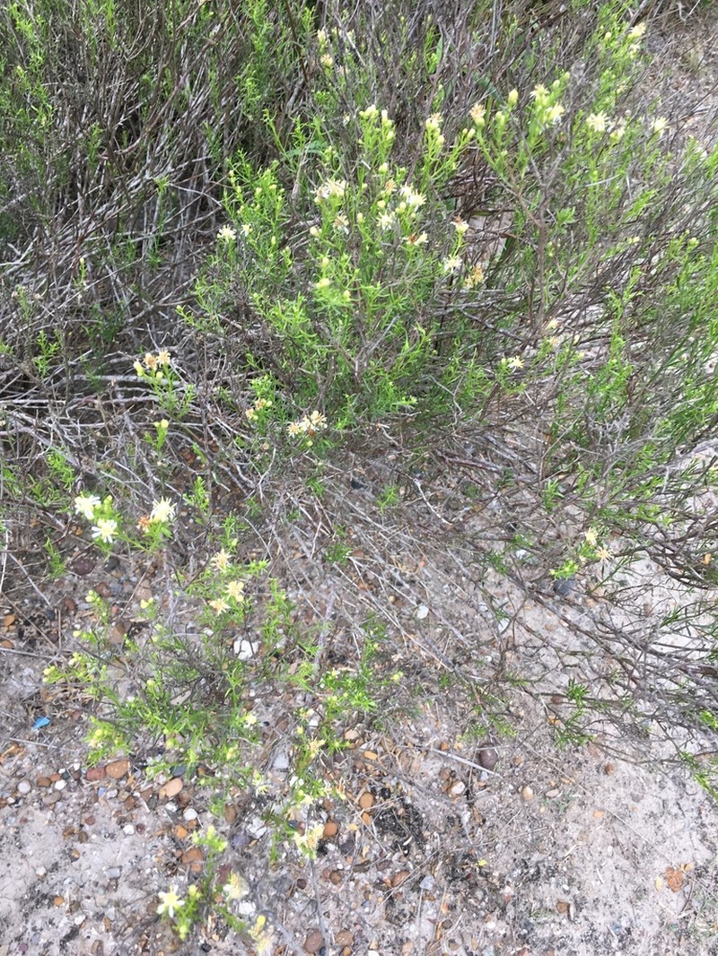 Texas Desert Goldenrod photo 4