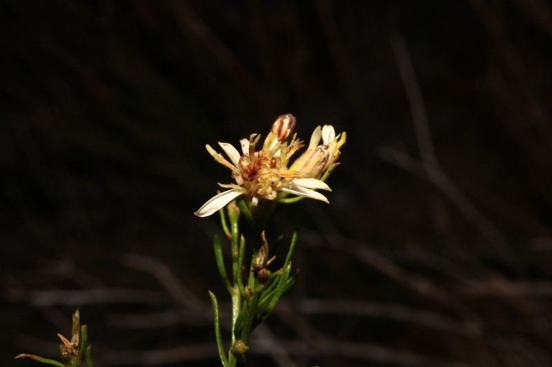 Texas Desert Goldenrod photo 5