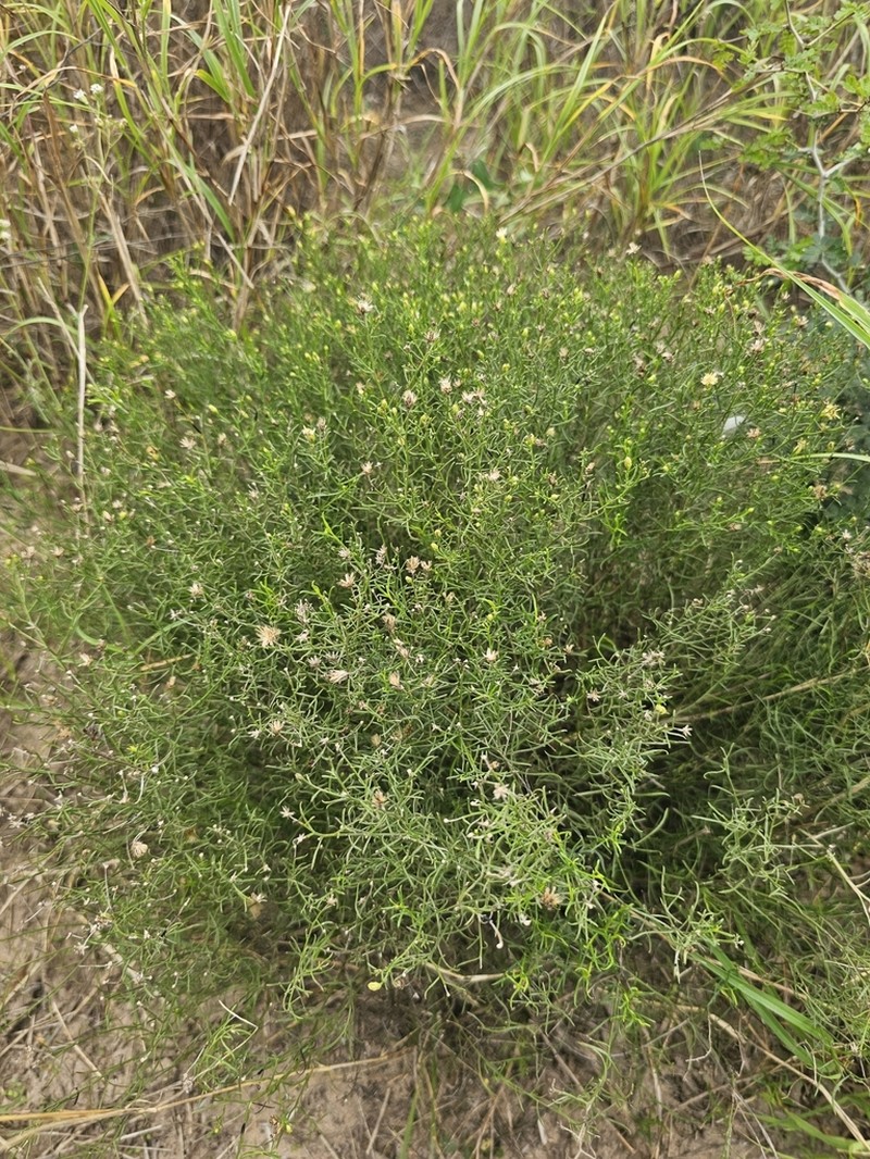 Texas Desert Goldenrod photo 7