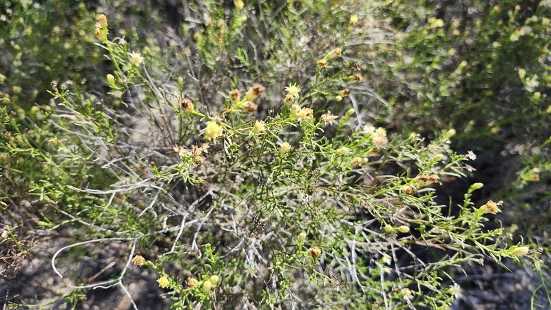 Texas Desert Goldenrod photo 8