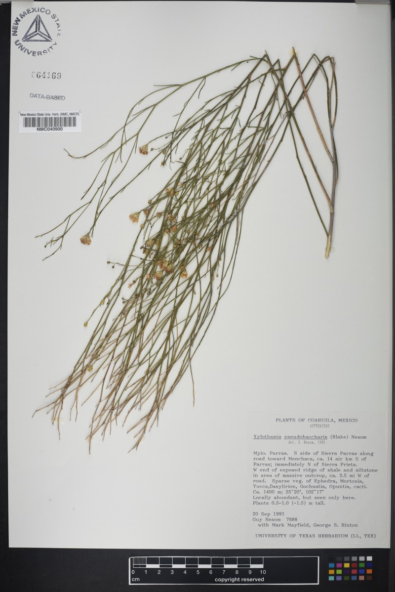 Medranoa pseudobaccharis